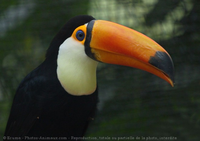 Photo de Toucan toco