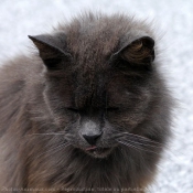 Photo de Chat domestique