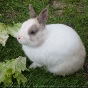 Photo de Lapin