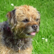 Photo de Border terrier