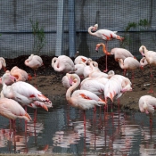 Photo de Flamand rose