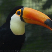 Photo de Toucan toco