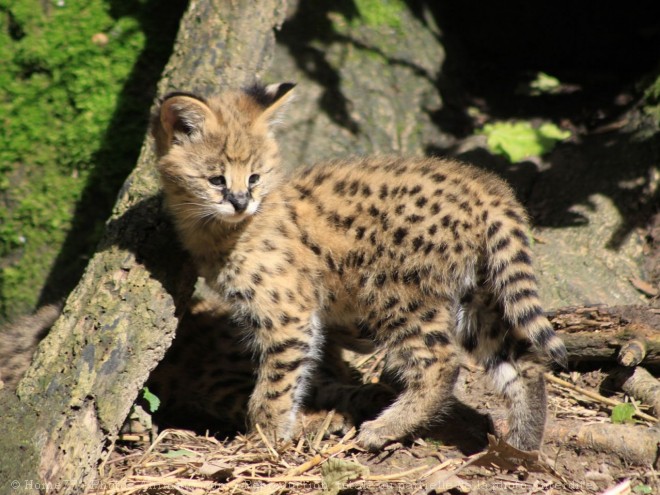 Photo de Serval