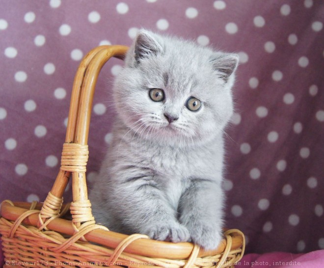 Photo de British shorthair