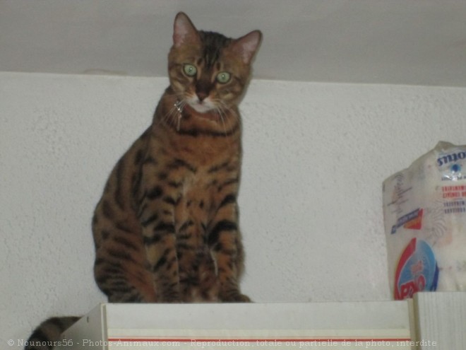 Photo de Bengal