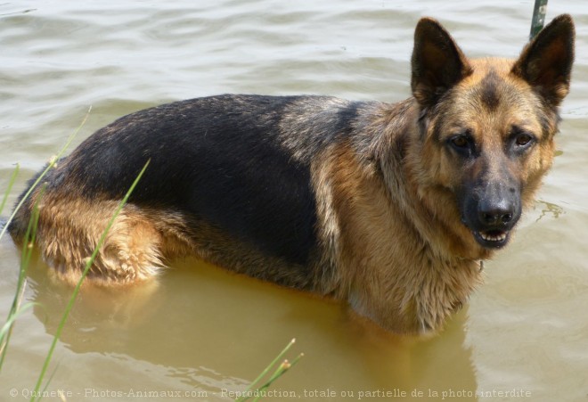 Photo de Berger allemand  poil court