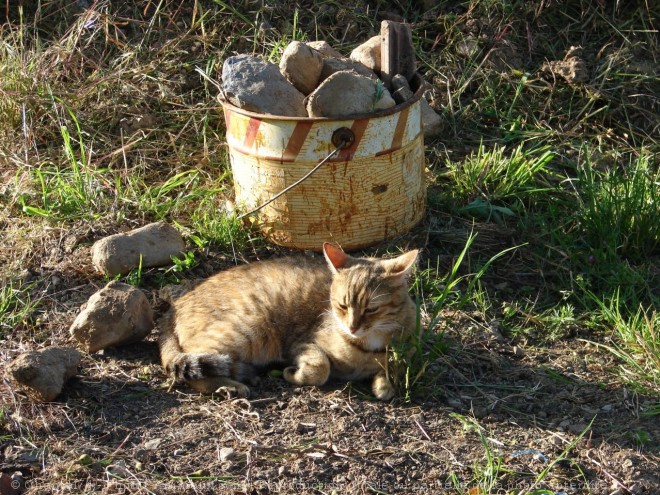 Photo de Chat domestique