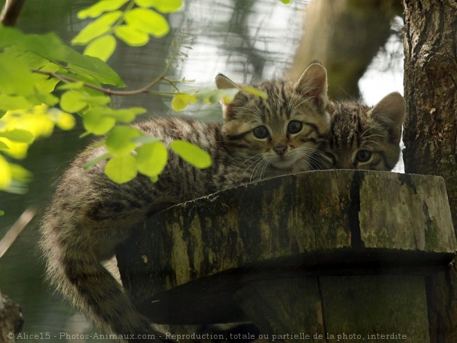 Photo de Chat sylvestre