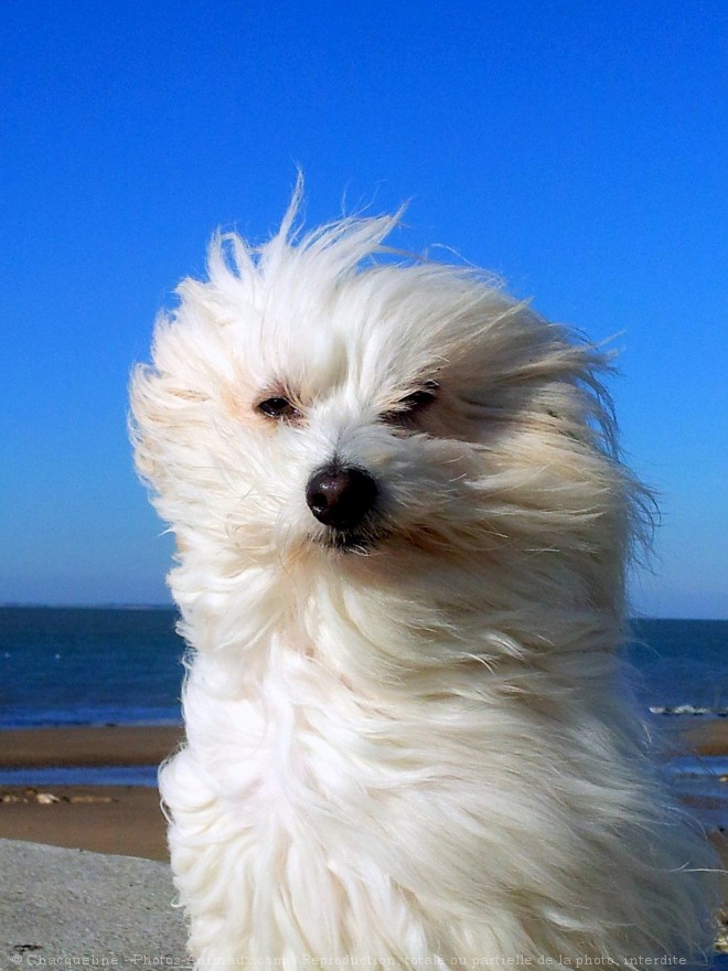 Photo de Coton de tulear