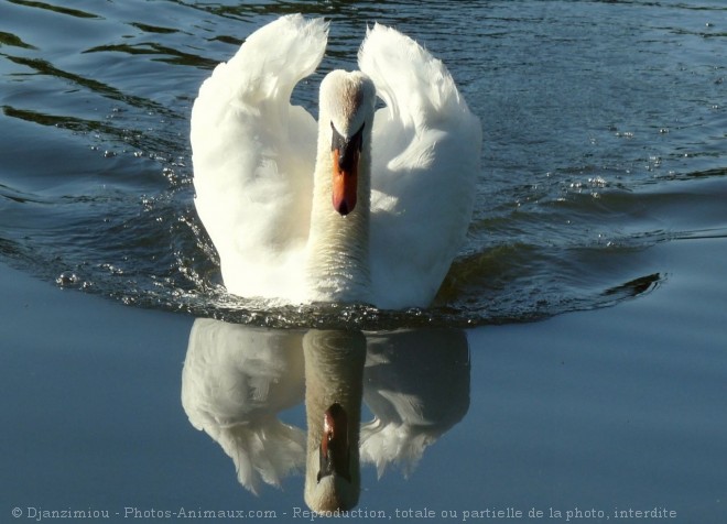 Photo de Cygne