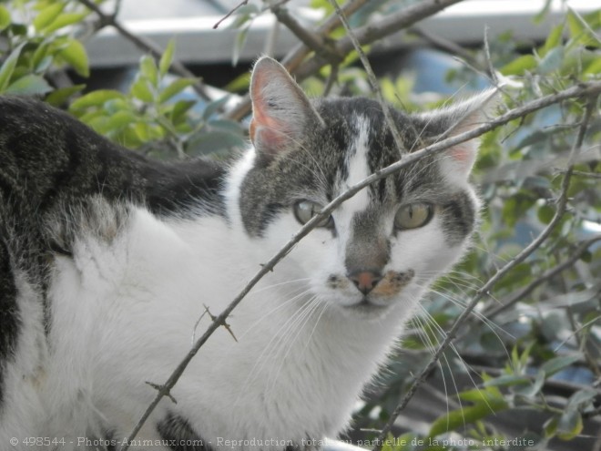 Photo de Chat domestique