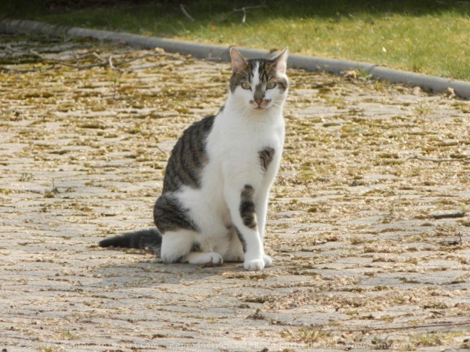 Photo de Chat domestique