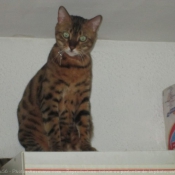 Photo de Bengal