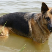 Photo de Berger allemand  poil court