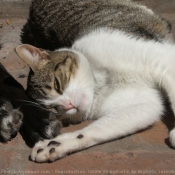 Photo de Chat domestique