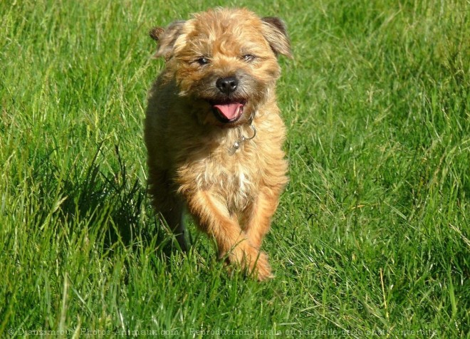 Photo de Border terrier