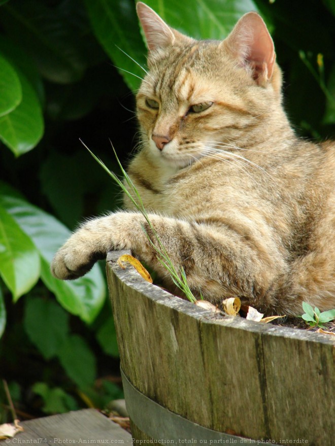 Photo de Chat domestique