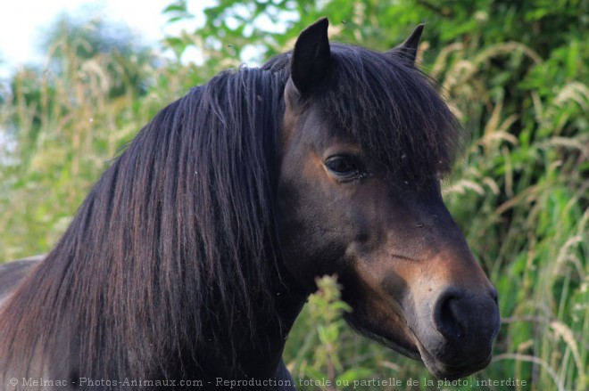 Photo de Poney (toutes races)