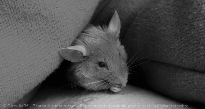 Photo de Souris