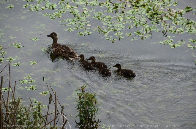 Photo de Canard