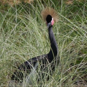 Photo de Grue couronne