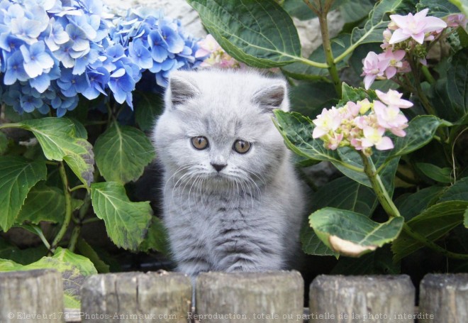 Photo de British shorthair