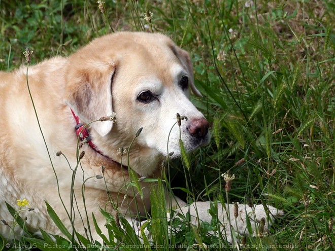 Photo de Labrador retriever