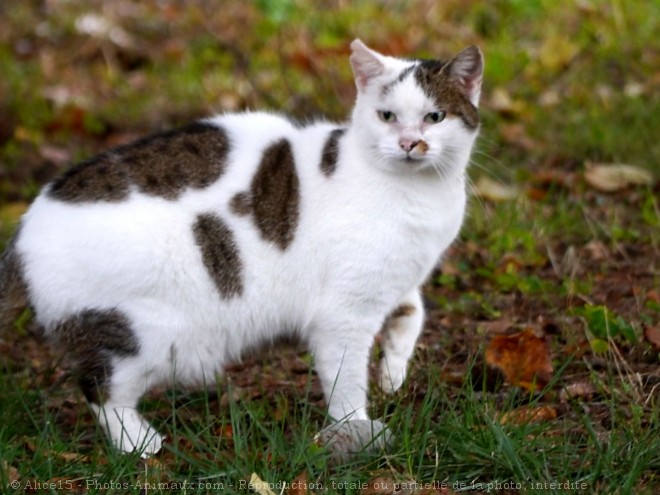 Photo de Chat domestique