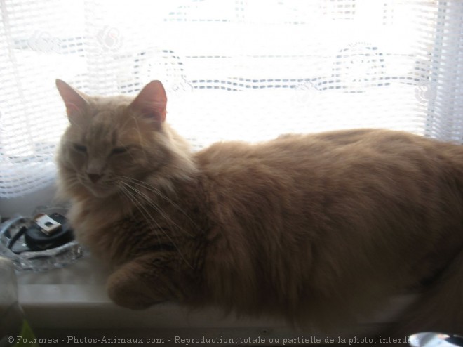 Photo de Chat domestique