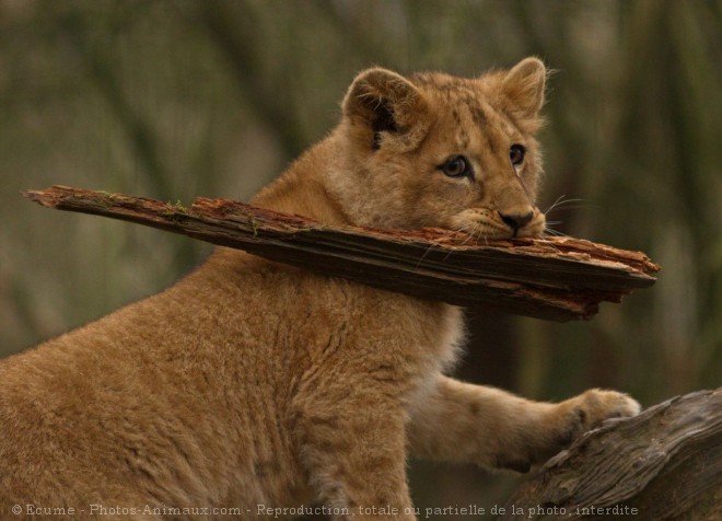 Photo de Lion