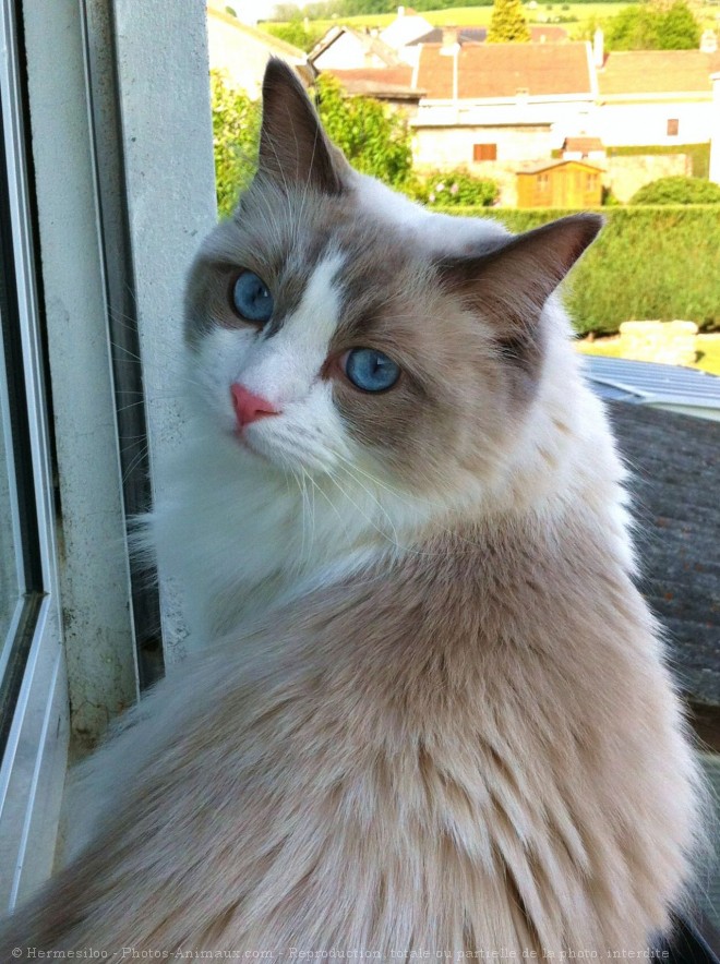 Photo de Ragdoll