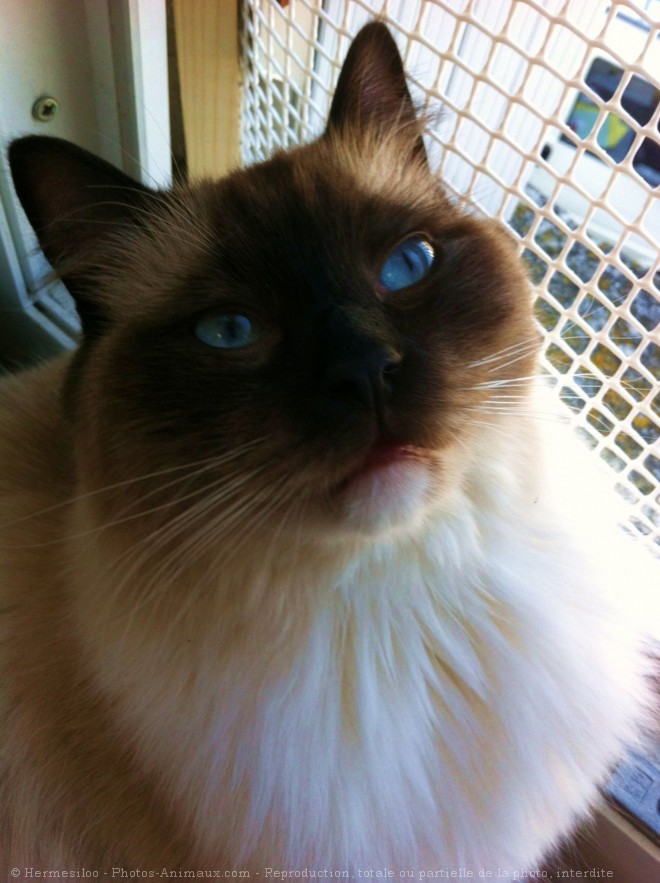 Photo de Ragdoll