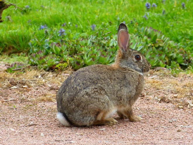 Photo de Lapin