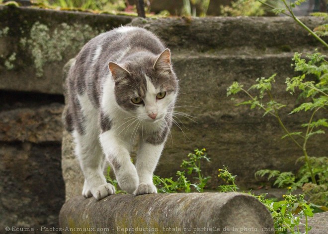 Photo de Chat domestique