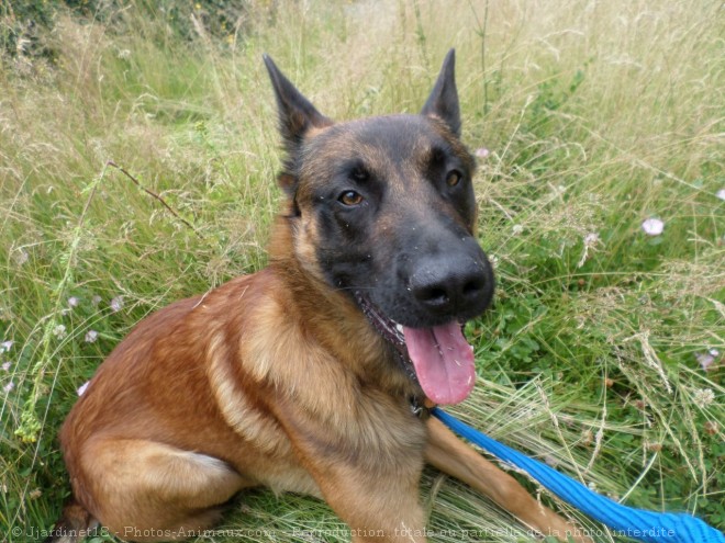 Photo de Berger belge malinois