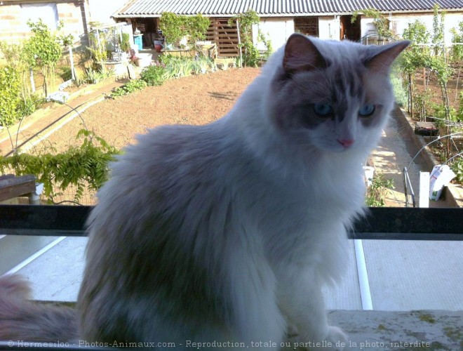 Photo de Ragdoll