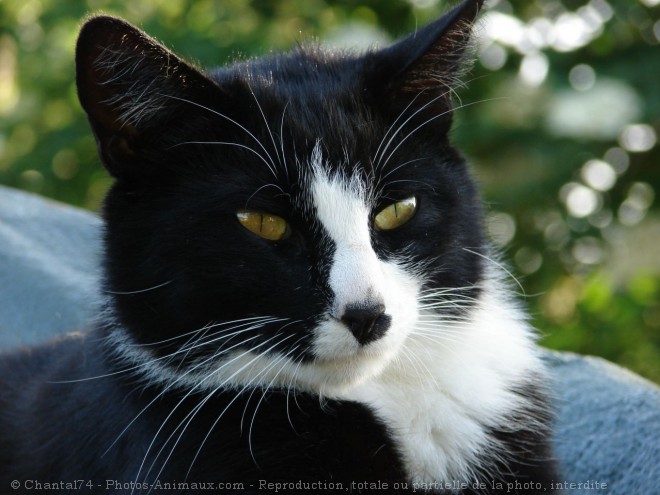 Photo de Chat domestique