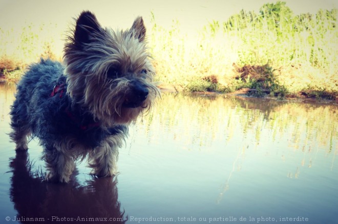 Photo de Yorkshire terrier