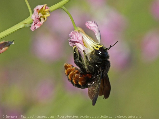 Photo de Bourdon