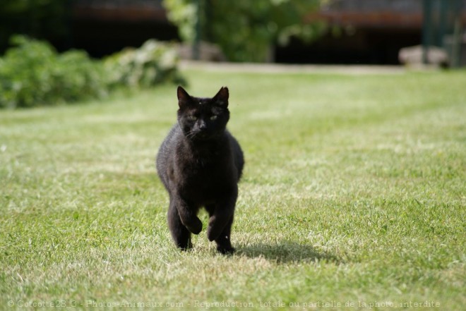 Photo de Chat domestique