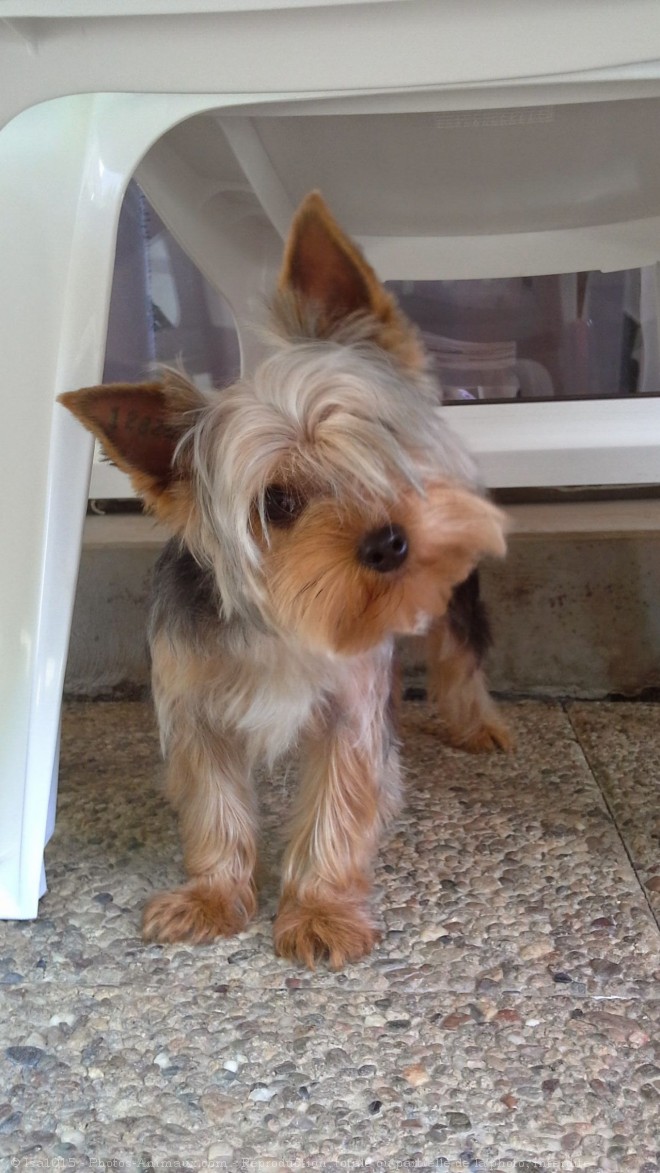 Photo de Yorkshire terrier