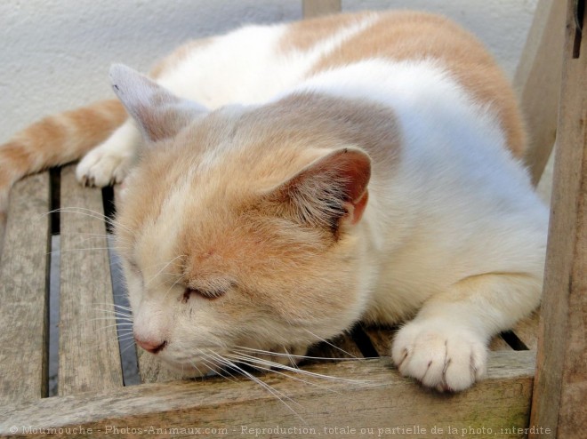 Photo de Chat domestique