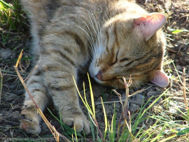 Photo de Chat domestique