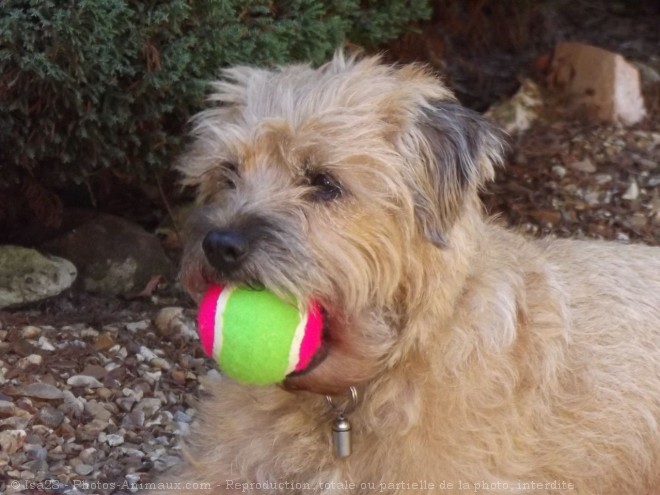 Photo de Border terrier