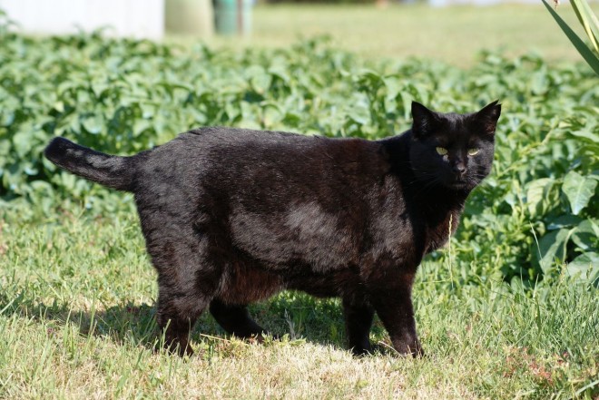 Photo de Chat domestique