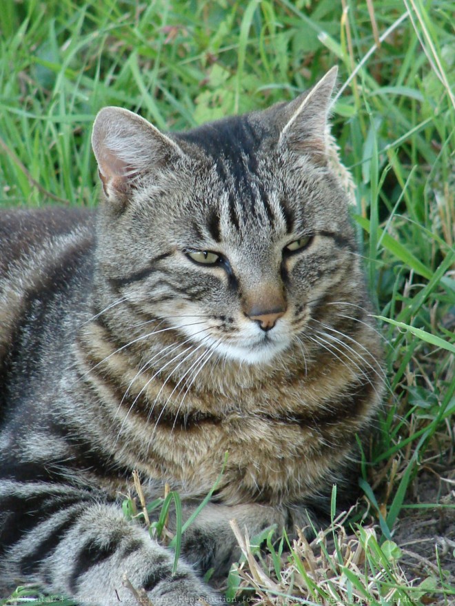 Photo de Chat domestique