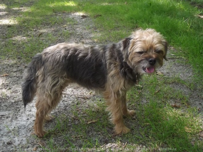 Photo de Border terrier