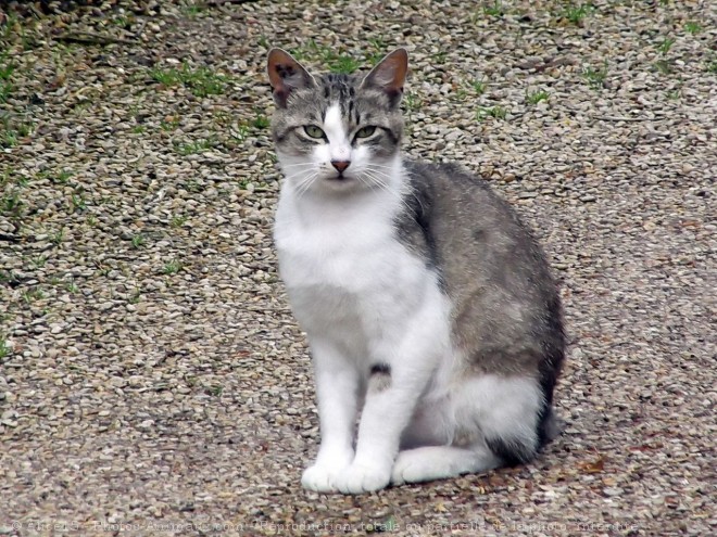 Photo de Chat domestique