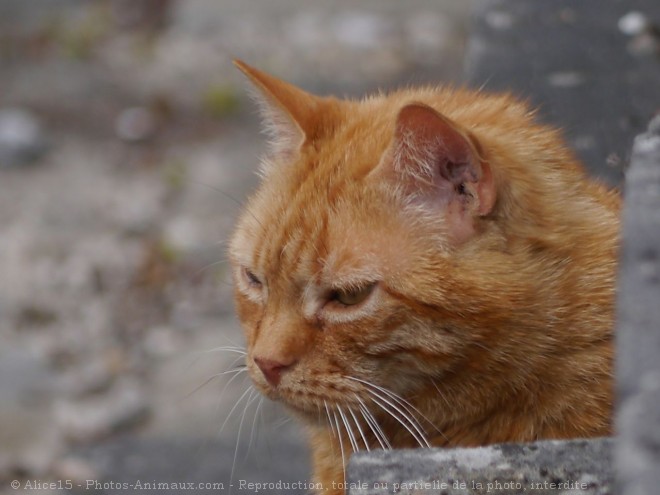 Photo de Chat domestique