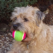 Photo de Border terrier